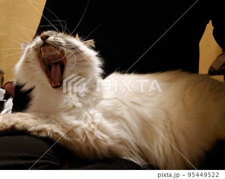 膝の上で大あくびをする猫 膝の上で大あくびをする猫 95449522