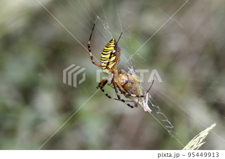コバネイナゴを捕食するナガコガネグモ 95449913