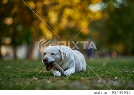 Big white labrador dog lying gnaws on a wooden stick in autumn park Big white labrador dog lying gnaws on a wooden stick in autumn park 95449956