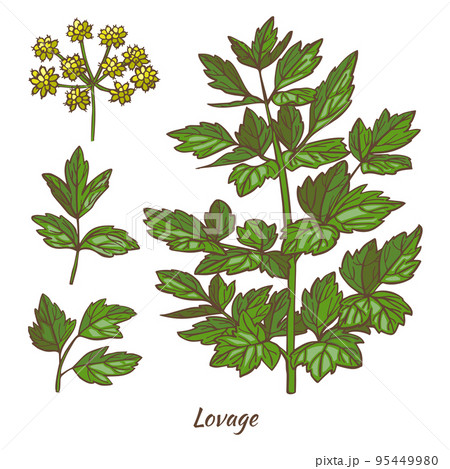 Lovage Plant and Leaves in Hand Drawn Style 95449980