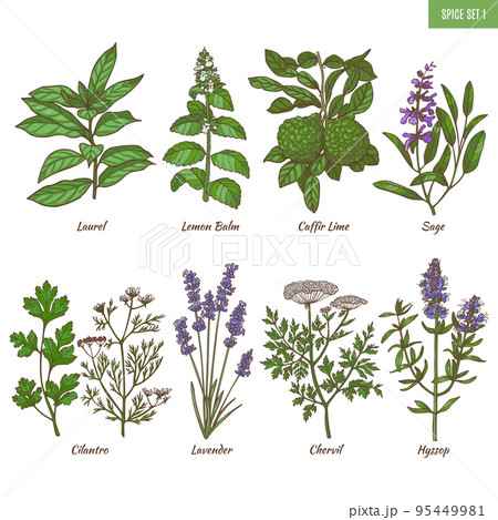 Set of Spice Herbs in Hand Drawn Style Set of Spice Herbs in Hand Drawn Style 95449981