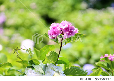 可愛いアジサイの花 95450447