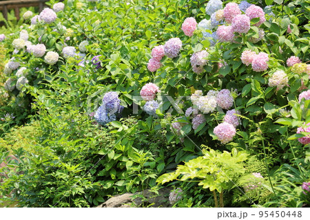 アジサイの花 95450448