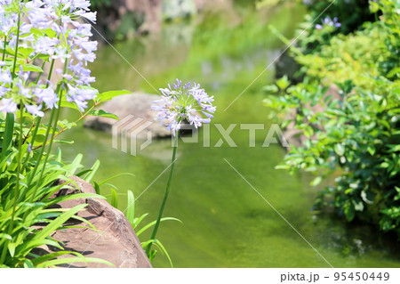 アガパンサスの花 95450449