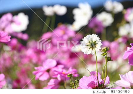 コスモス4519 95450499