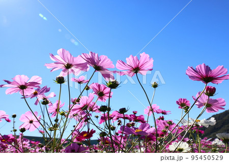 コスモス4340 95450529