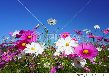 コスモス1705 95450540