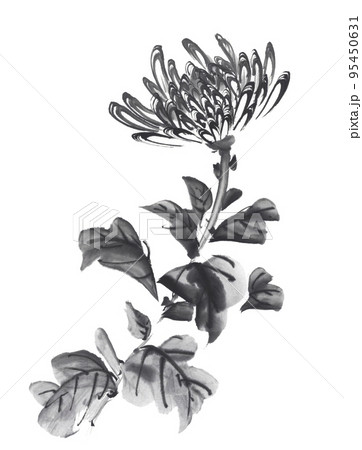 デザイン的な模様の菊 水墨画のイラスト素材 [95450631] - PIXTA