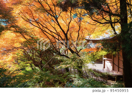 鎮国寺頂峯院 大師堂の秋の風景 95450955
