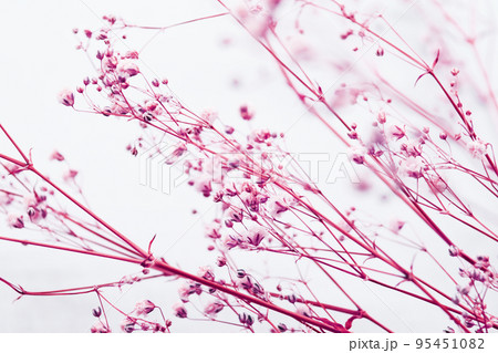 カスミソウのドライフラワー 95451082