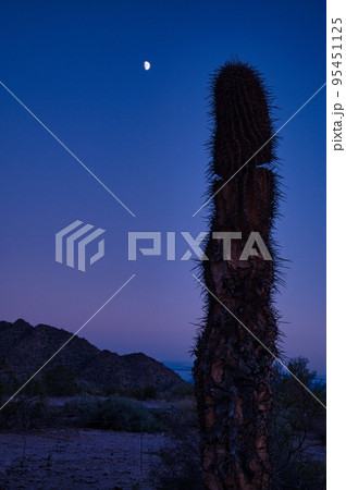 Cactus and nature in Arizona USA 95451125