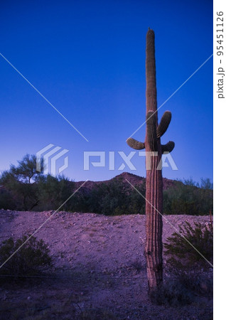 Cactus and nature in Arizona USA 95451126