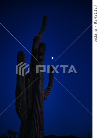 Cactus and nature in Arizona USA 95451127