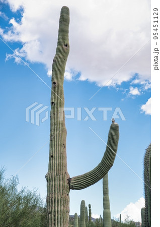 Cactus and nature in Arizona USA Cactus and nature in Arizona USA 95451129