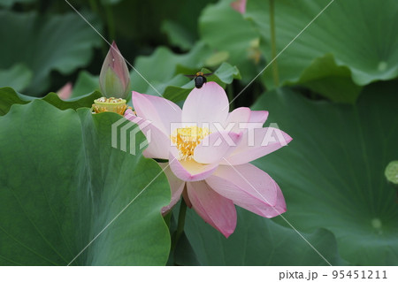 ハスの花とマルハナバチ 95451211
