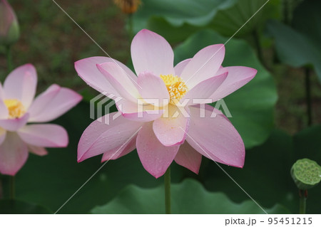 薄ピンクの満開の蓮の花 95451215