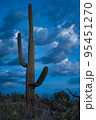 Cactus and nature in Arizona USA Cactus and nature in Arizona USA 95451270