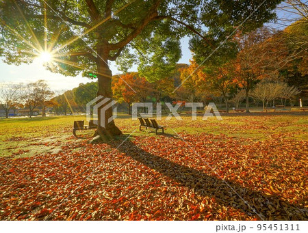 夕焼けに光輝く公園を散歩して明日への力をもらおう 95451311