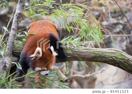 レッサーパンダ レッサーパンダ 95451325
