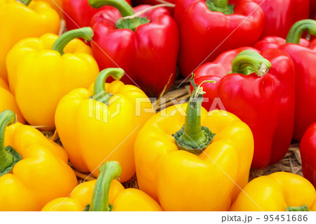 Fresh colorful Bell peppers in organic farm Fresh colorful Bell peppers in organic farm 95451686