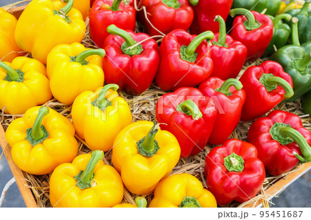 Fresh colorful Bell peppers in organic farm 95451687