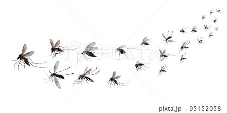 Flying mosquitoes isolated on white background Flying mosquitoes isolated on white background 95452058