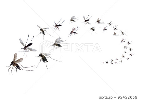 Flying mosquitoes isolated on white background 95452059