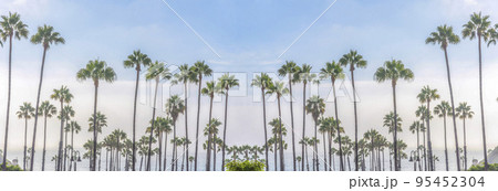 Abstract mirrored background Tall palm trees near the beach in San Clemente, California 95452304