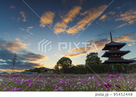 奈良斑鳩の里法起寺 コスモス畑と夕空の写真素材 [95452448] - PIXTA