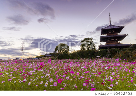 奈良斑鳩の里法起寺　コスモス畑の向こうの三重塔と夕空 95452452
