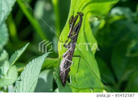 コカマキリ コカマキリ 95452587