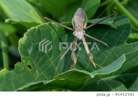 葉の上のオオカマキリ 葉の上のオオカマキリ 95452591