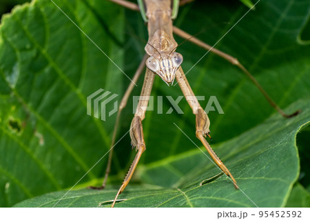 オオカマキリ オオカマキリ 95452592