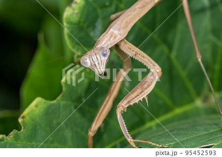 オオカマキリ 95452593