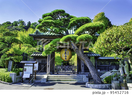 鎌倉　長谷寺（はせでら）　金色提灯の山門　ご本尊造立1300年記念（令和4年） 95452716