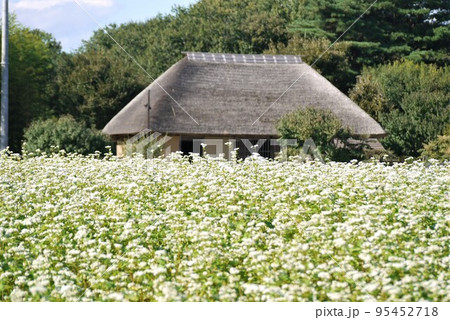 ひたち海浜公園の満開そば畑とみはらしの里 95452718