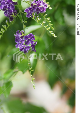 夏に咲くたからずかの花 夏に咲くたからずかの花 95453075