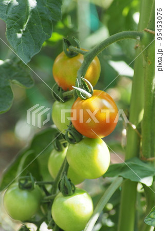 赤くなりかけた家庭菜園のミニトマト 赤くなりかけた家庭菜園のミニトマト 95453076