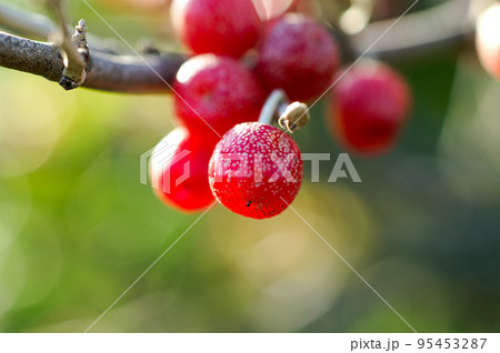 秋茱萸の実 95453287