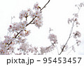 曇り空の下で花開く桜 95453457