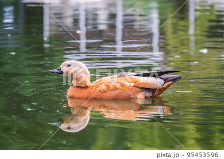 Ruddy Shelduck, or red duck, lat. Tadorna ferruginea, swimming on a lake. 95453596