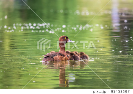 Female Tufted duck swims with her ducklings in green lake Female Tufted duck swims with her ducklings in green lake 95453597