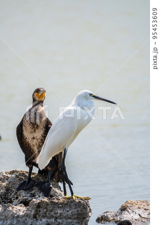 Small white heron, or Little egret, Egretta garzetta, and Great cormorant, Phalacrocorax carbo, sitting on a cliff and looking for fish in shallow water Small white heron, or Little egret, Egretta garzetta, and Great cormorant, Phalacrocorax carbo, sitting on a cliff and looking for fish in shallow water 95453609