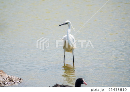 The small white heron or Little egret stands in the lake 95453610