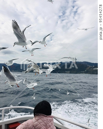 初島行きフェリー カモメ ウミネコ【静岡県】【熱海市】 95454278