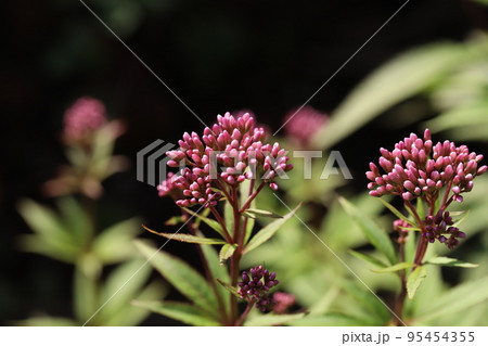 日本の秋の公園に咲く赤紫色のフジバカマの花 95454355
