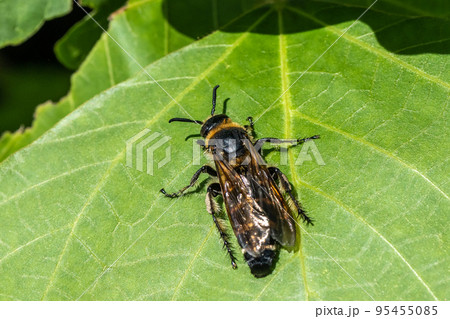 シロオビハラナガツチバチ 95455085