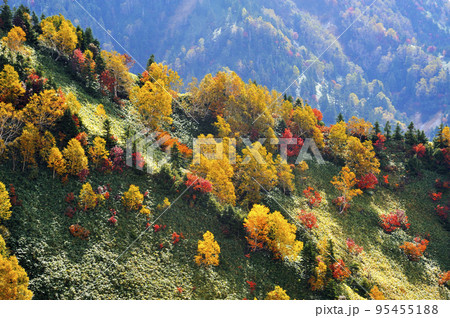 紅葉 95455188