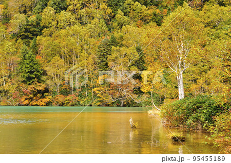 志賀高原　大沼池 95455189