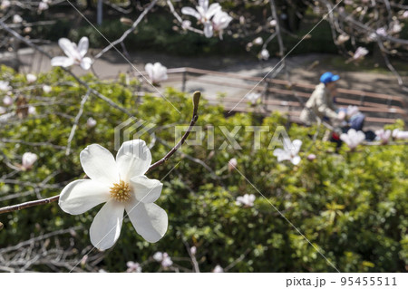 春の花、辛夷咲く風景-2 95455511